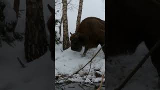 European Bison - watering hole in winter | Film Studio Aves