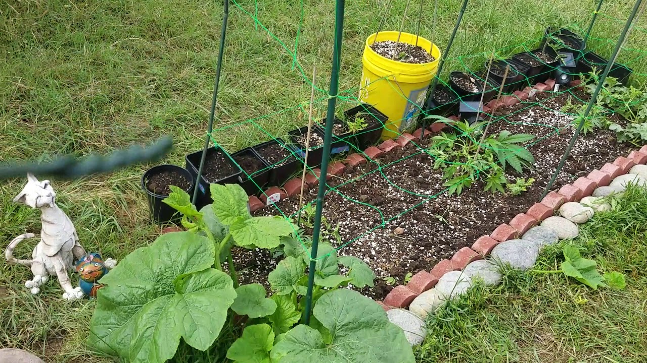 Outdoor cannabis grow 2019! Pt. 3