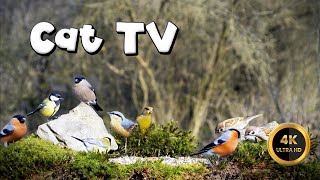 Cat TV for Cats to Watch 🐈 - BIRD FICTION 🐦‍⬛ (4K) by Birdies Buddies 3,221 views 1 month ago 9 hours, 27 minutes