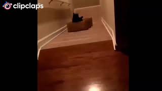قطط مضحكةfunny cat 😻 😂😂   لاتنسئ الاشتراك subscribe by No Cat No life 3 views 3 years ago 9 seconds