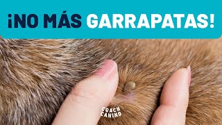 BRAVECTO  Como eliminar Garrapatas en perros  Mejores productos para quitar garrapatas