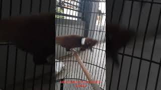 Cililin Super Jernih