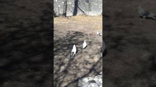 Tariyelin Qara Quyruq Ları