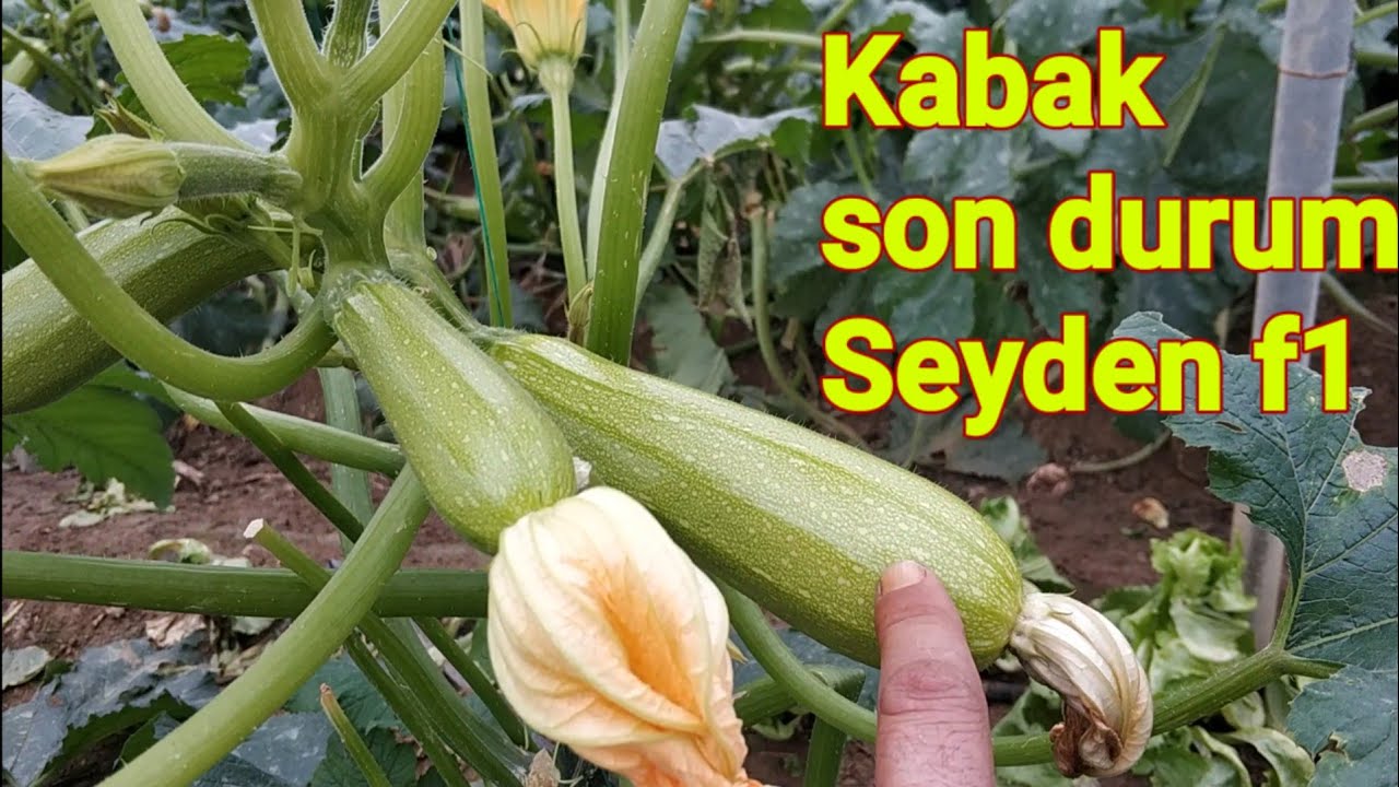 93 Kabak yetiştiriciliği kabak ta son durum hayal kırıklığı mı seyden f1 kabak çeşidi