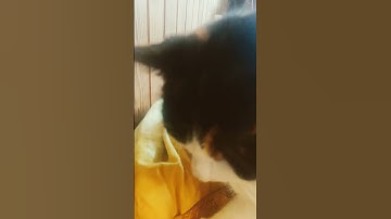 kotek #video #shorts