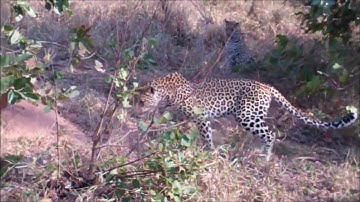 2 Leopards Attack Giant Rock Python ! Kruger National Park.