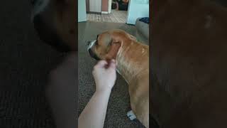 I'm pulling amstaff by the ear  #pitbull #dog #american #viral  #puppy