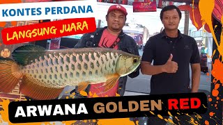 KONTES PERDANA LANGSUNG JUARA 1 | ARWANA GOLDEN RED | EVENT ACY2 SLEMAN CITY HALL YOGYAKARTA