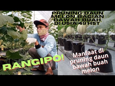 Pruning daun bagian