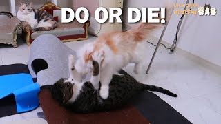 The Cats Fights To the DEATH of One of Them!!
