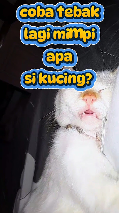 coba tebak mimpi apa si kucing #cat #adorably #cutecat #kitten #kucing  #catvideos #cuteanimals