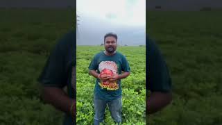Epidemic Pest Outbreak..!|ಒಂದು ಸಾಂಕ್ರಾಮಿಕ ಕೀಟಗಳ ಹಾವಳಿ