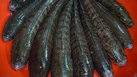 Thăm Lờ Cá Lóc Vừa Vào Cái Đầu Tiên Là Thấy Xui Rồi