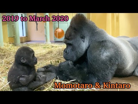 2児の父モモタロウ！イクメンへの道(室内編)⭐️ゴリラ Gorilla【京都市動物園】The road to becoming a good father(Indoor edition)