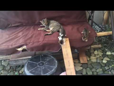 Video: Jinsi Kittens Huzaliwa Mnamo