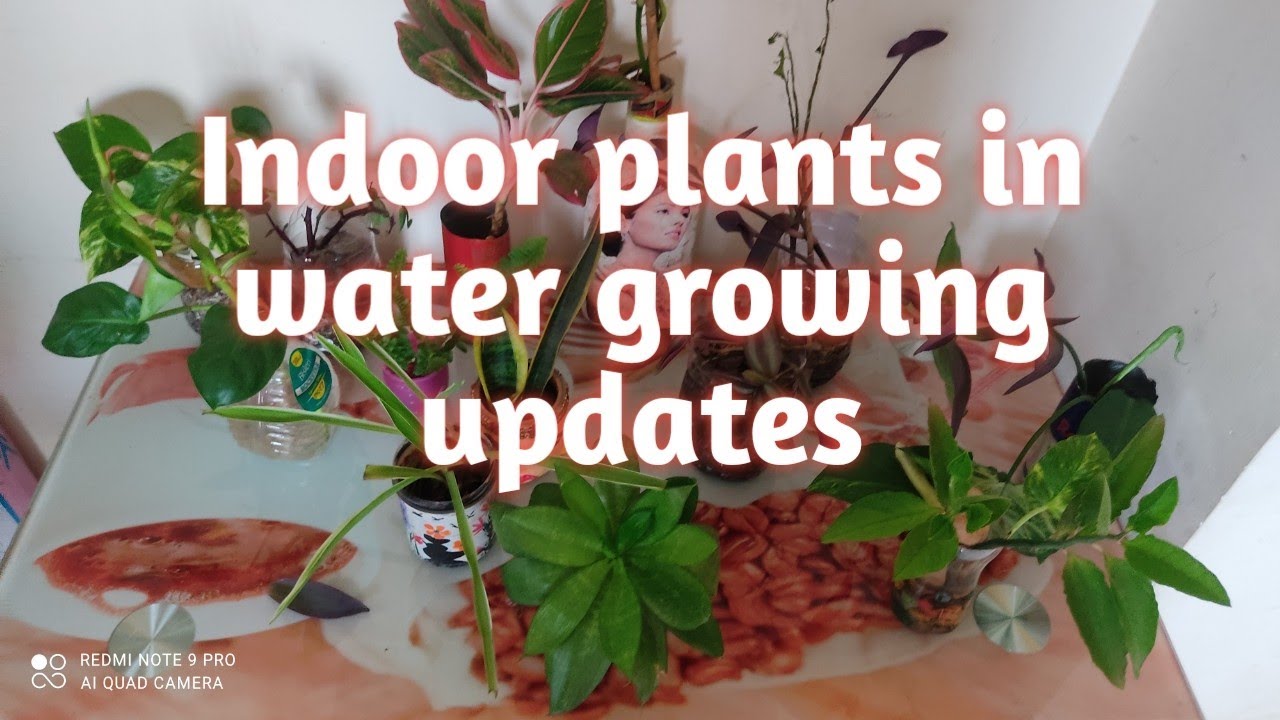 Indoorplants in water growing updates, how to grow plants in water