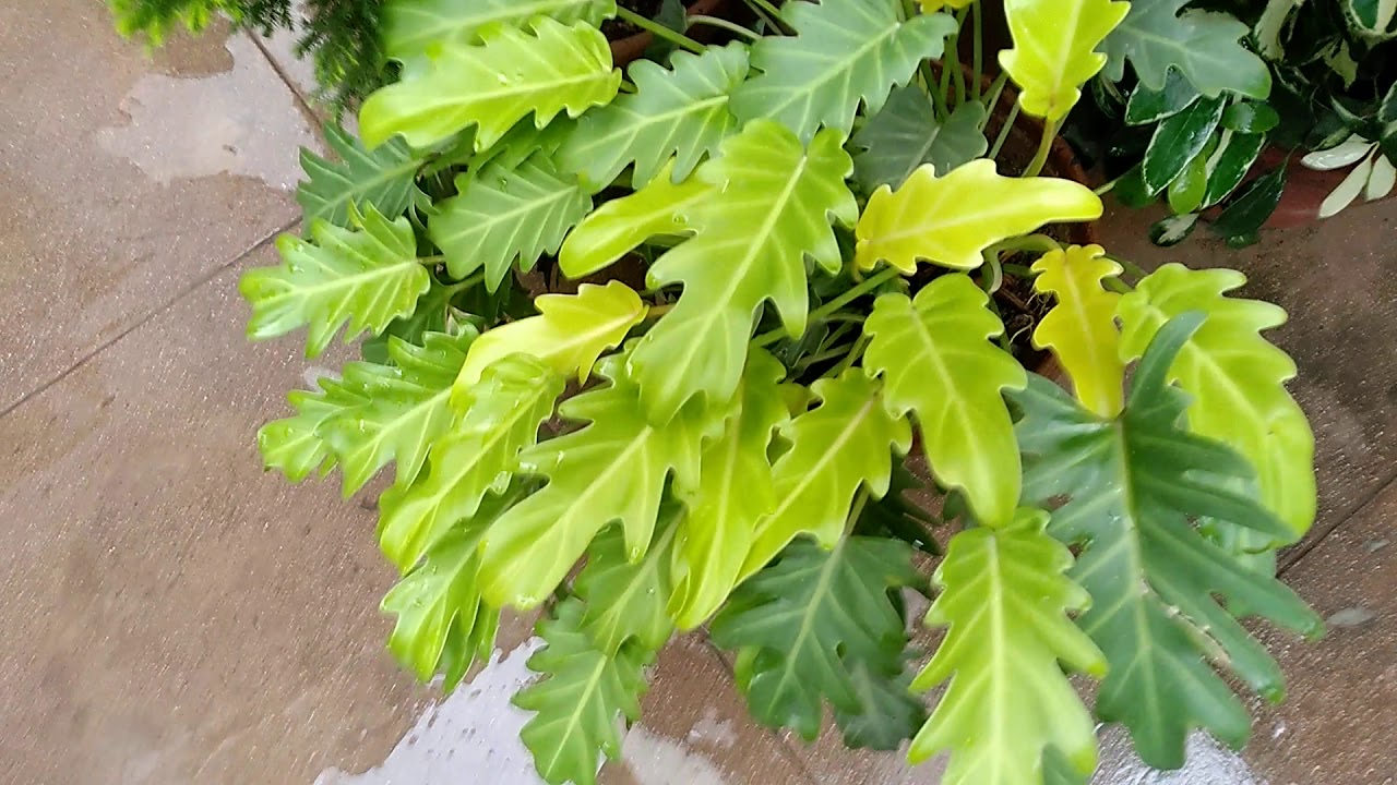 My Garden Plants Names ☘️🌿🍀 YouTube