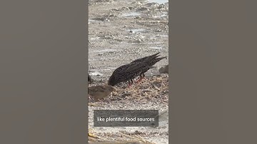 Why Do Birds Migrate? #eli5