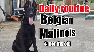 Daily routine with Covi my Belgian Malinois