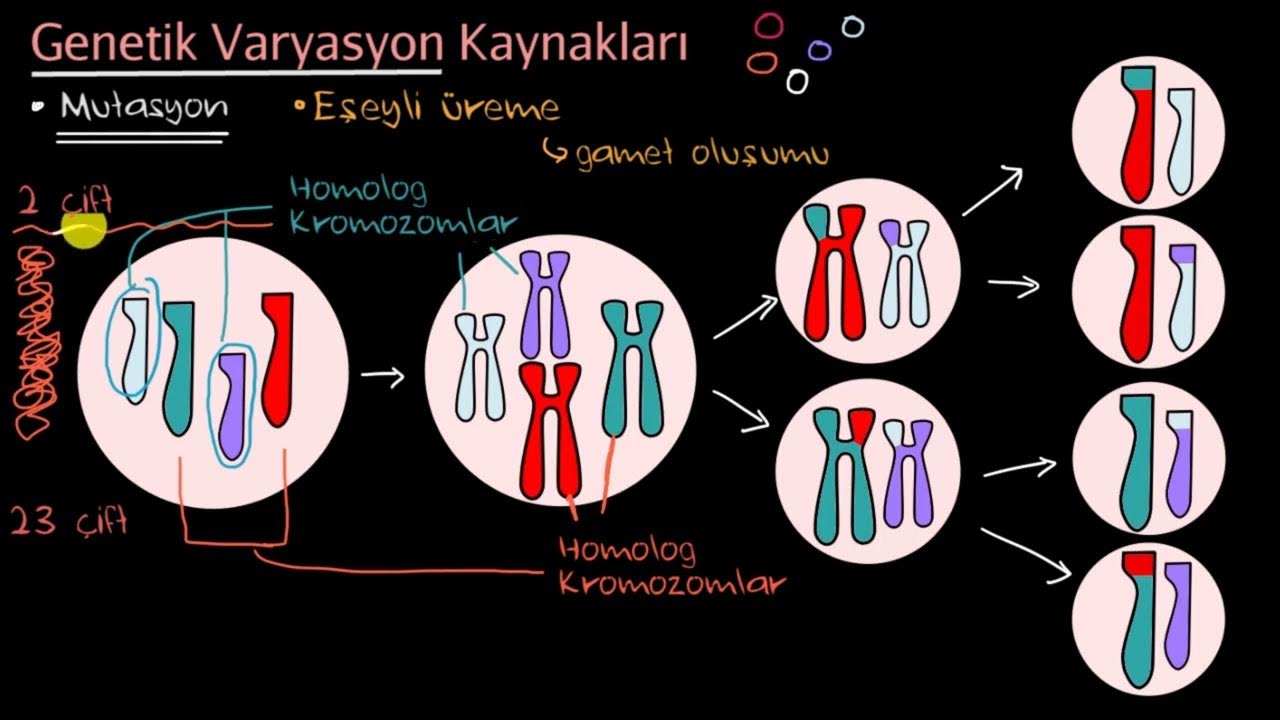 Genetic variation. Cnv генетика. laws of heredity and variation. issues related to chromosomal mutations. copy number variation in genetics.