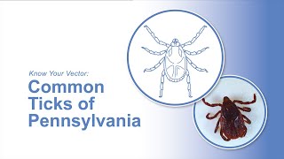 Know Your Vector: Common Ticks of Pennsylvania