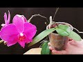 Orquídea Phalaenopsis Cuidados | Cómo separar y trasplantar keikis y cortar varas florales (Parte 2)