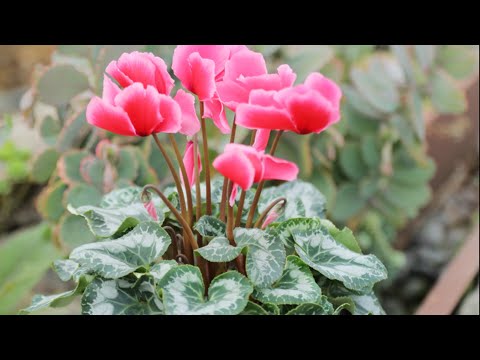 仙客来开败花之后，谨记2招，花朵很快又绽放开来