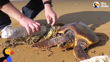 Guys Use Lighter to Rescue Sea Turtle Tangled In Trash | The Dodo