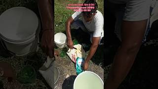 dhan ki kheti l paddy crop l insecticides l NPK 0 0 50 l pottasium sulphate l meri_kheti_meri_fasal