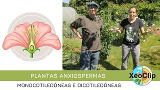 As plantas anxiospermas| XeoClip by XeoClip 396 views 11 months ago 12 minutes, 45 seconds