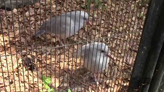飛べない鳥「カグー」(野毛山動物園)Kagu 飛べない鳥「カグー」(野毛山動物園)Kagu