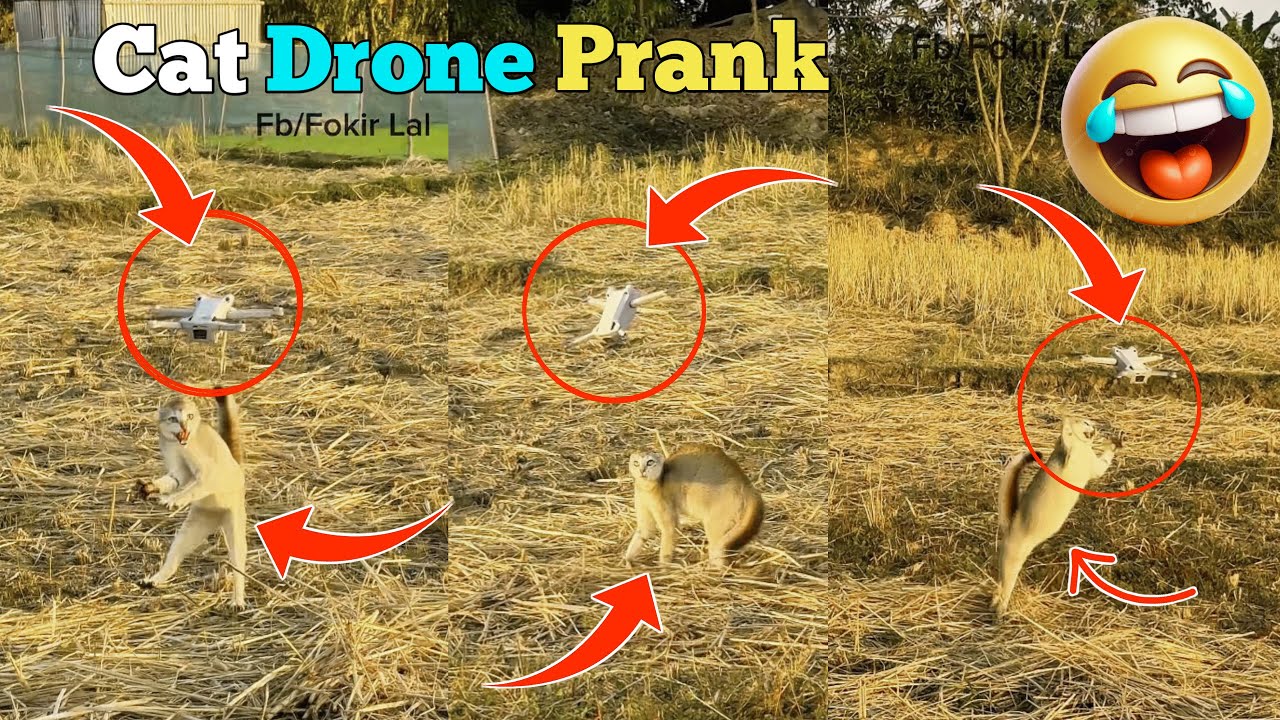 Funniest Cats & Dogs 😂 || Viral Animal Videos 2026 😱 || 