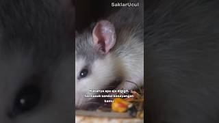 Fakta unik tikus yang jarang orang tau #faktaunik #faktamenarik #tikus