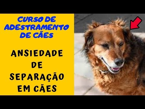 Curso de Adestramento de Cães - Ansiedade de Separação em Cães