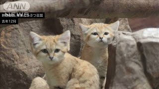 4頭の“砂漠の天使”こんなに大きくなりました(2021年1月1日)