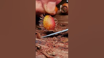 Petani cerdas membersihkan duri dari buah kaktus menggunakan alat sederhana #shorts
