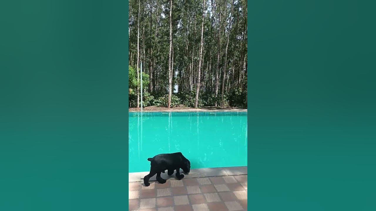 water view holiday retreat...pet friendly resort YouTube