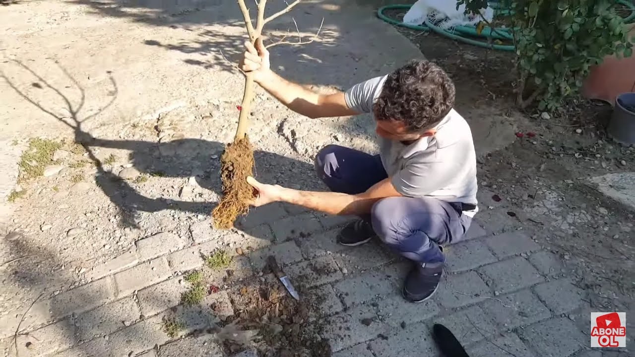 Air layering, havai köklendirme uygulaması