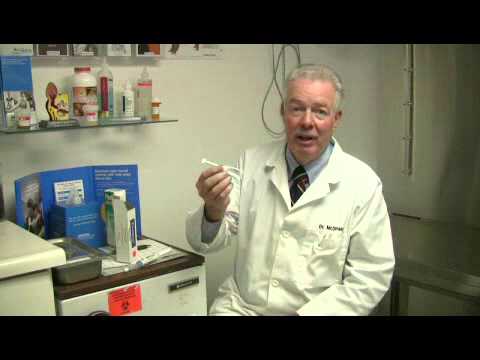 How to Cure a Dog's Constipation - YouTube