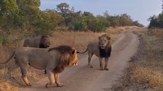3 Black Dam Male Lions going deep in to Monwana Territory today | 12 May 2024