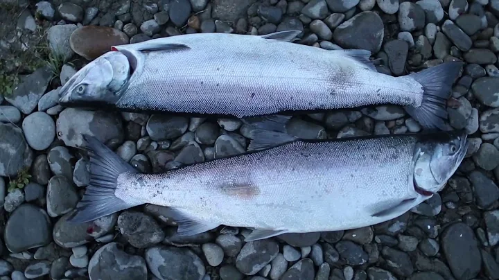 LIMITED OUT IN ONE HOUR -  Epic Silver Salmon fish...