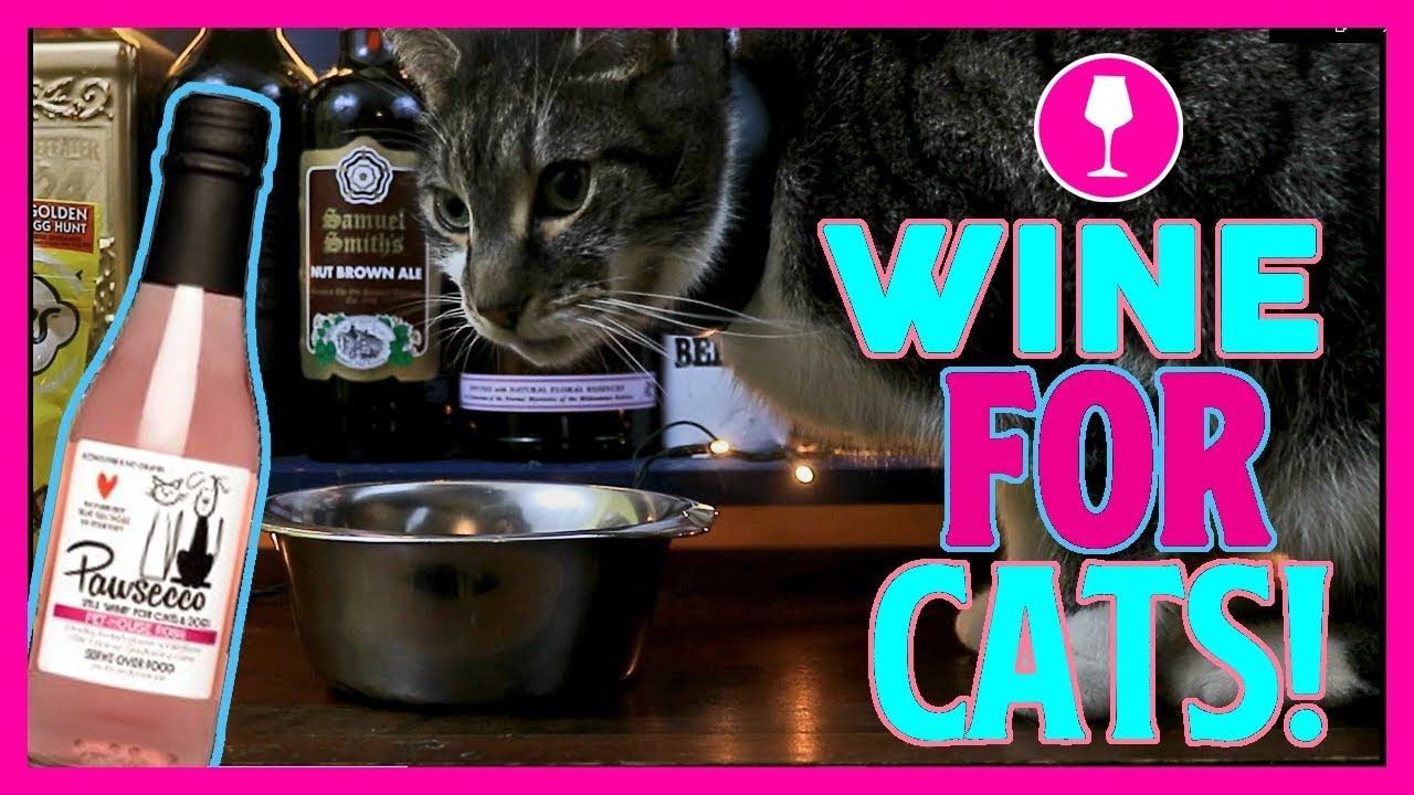 testing wine for cats, cat wine taste test, pet wine, cat video, drunk ...