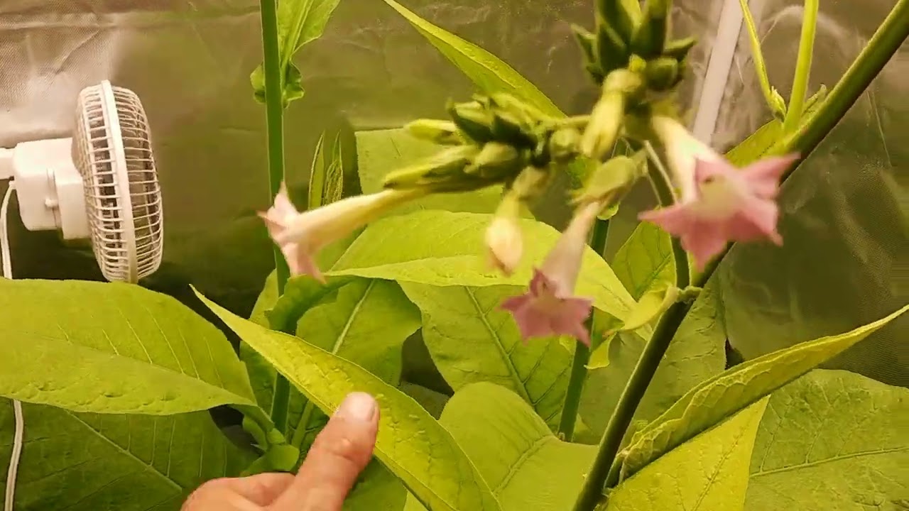 indoor tobacco plant Whoosh! 2 weeks of growth. This is a ceremonial from the 1000 year old tobacco line. The life cycle of a tobacco plant is fascinating as thier seeds are so Collectors commonly refer to it as the tobacco leaf pattern Trendyplants - Ficus Lyrata Bambino