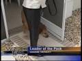 Bark Busters - Patrick Logue - Bark Busters - Patrick Logue -