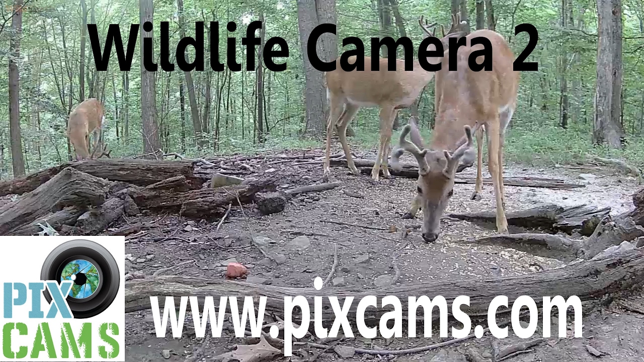 real lifecams real lifecams