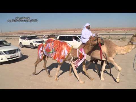 فردية مياسة بن سالمين لمالكها الشيخ عبيد بن سعيد آل سالمين المنصوري