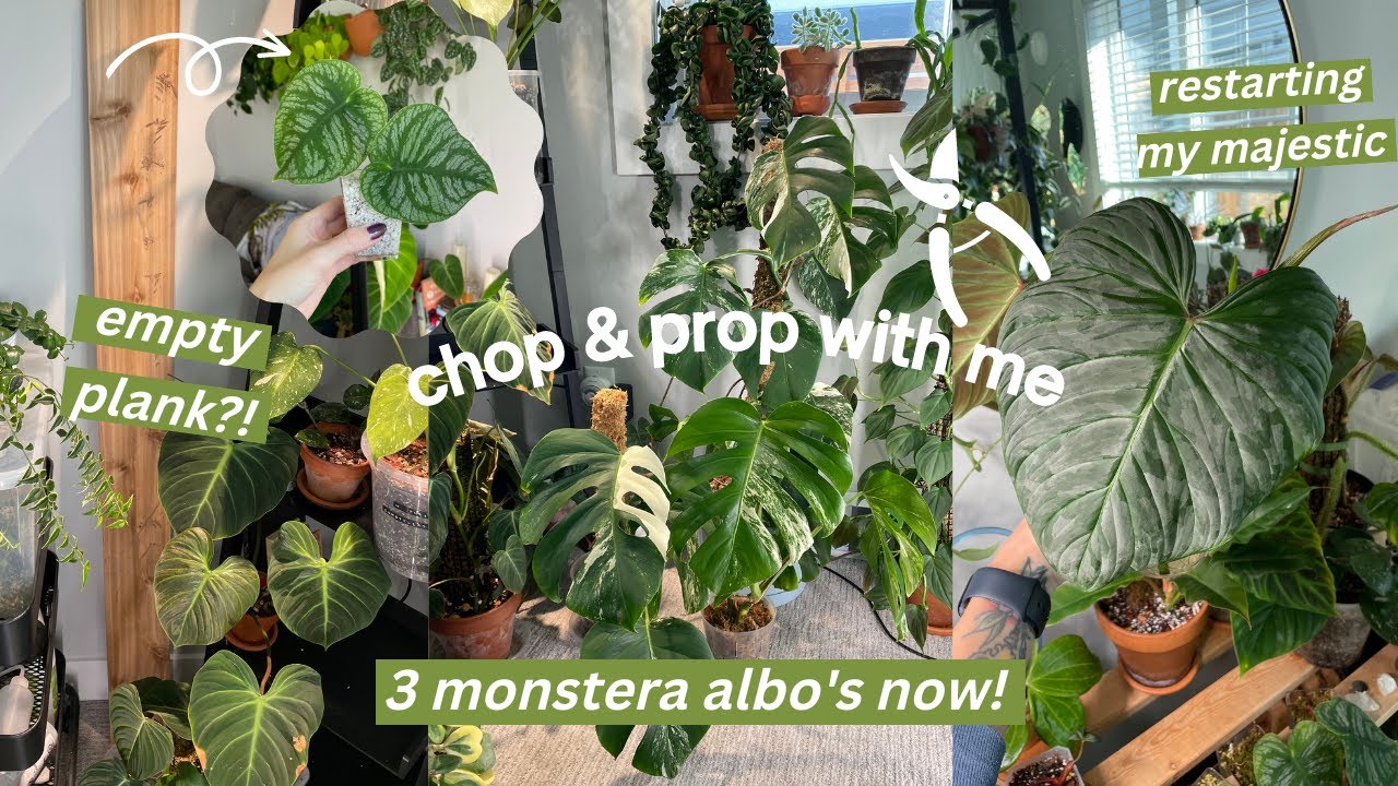 chopping monstera albo on it's moss pole, taking dubia off the plank, &  taming my p. majestic