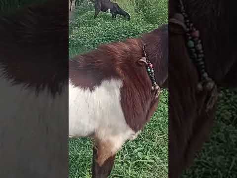 ns goat farm2