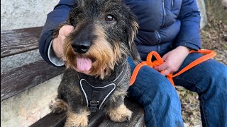 Cute dachshund explores the mysteries of a 1000 year old tree #TeddyTheDachshund