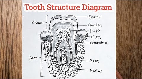 How To Draw Structure Of Tooth Easily / Tooth Diagram Easy